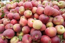 کاهش ۵۰ درصدی برداشت سیب پاییزه در استان اصفهان