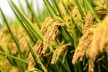تضمین تأمین برنج پرمحصول، مرکبات و کیوی بازار پایتخت