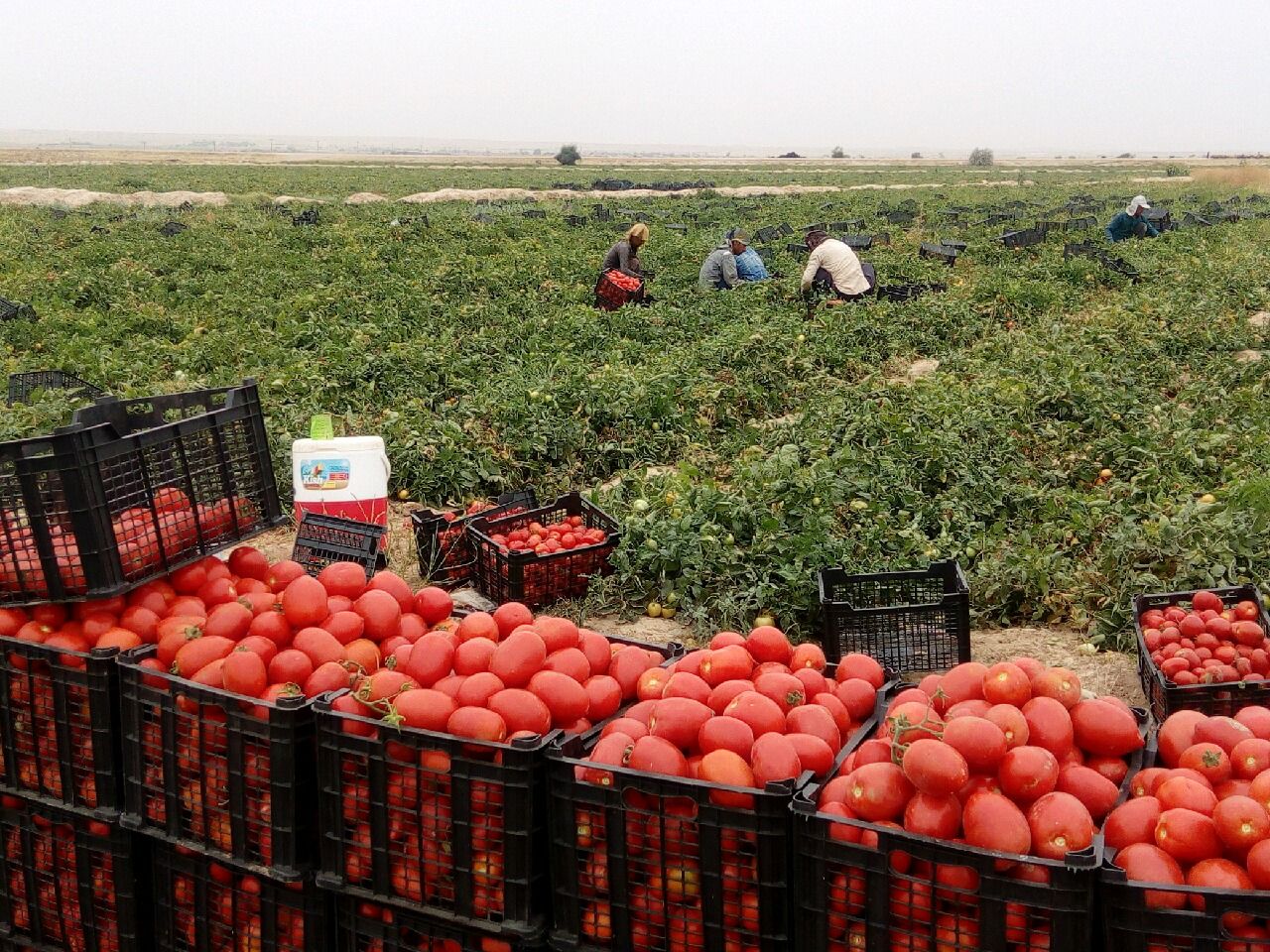آغاز برداشت گوجه فرنگی از مزارع شهرستان نیشابور 