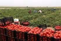 عوارض صادراتی گوجه‌فرنگی زراعی از ۱۵ بهمن حذف می‌شود