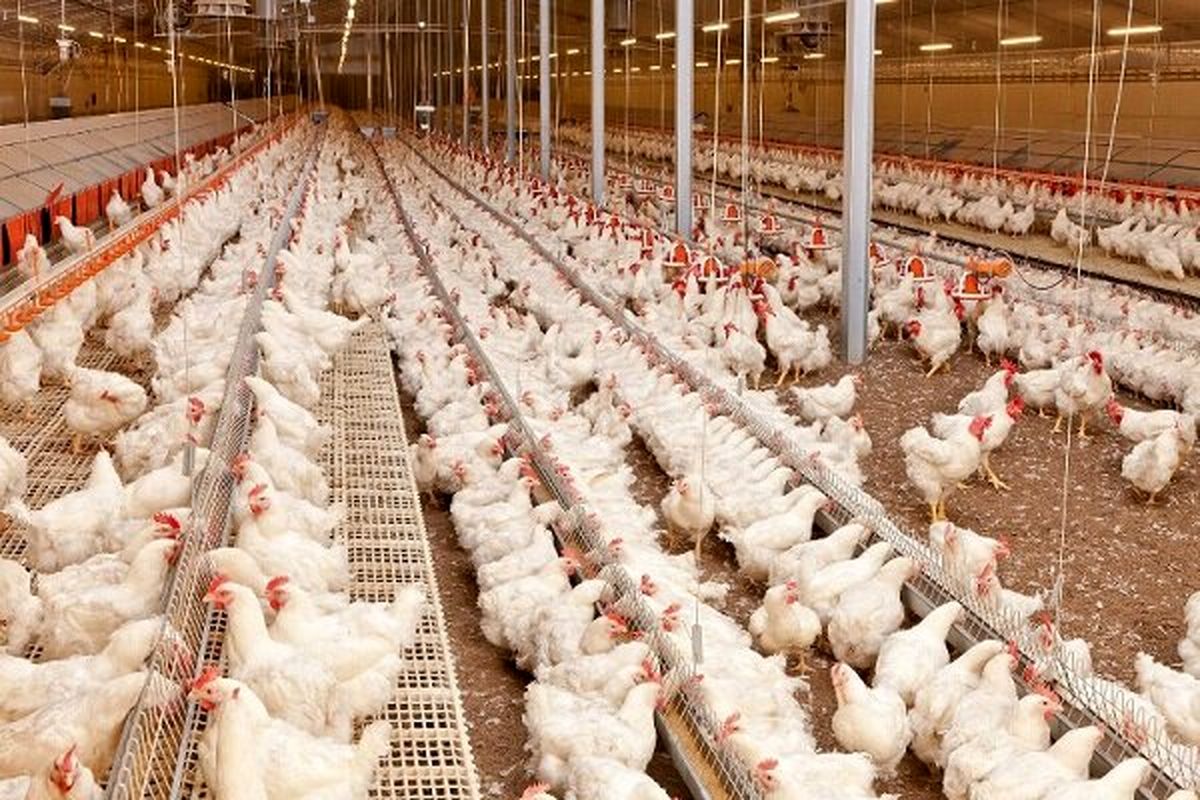 افتتاح نخستین واحد تولید مرغ گوشتی در خمینی شهر / تولید 14 هزار قطعه مرغ گوشتی
