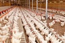 اختصاص تسهیلات ویژه‌ای به سرمایه‌گذاران در صنعت پرورش مرغ گوشتی قم