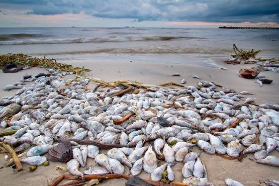 ورود مدعی العموم به پرونده مرگ ماهی‌ها در زرینه رود