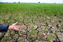 تأمین اعتبار 265 میلیاردی برای پروژه های مقابله با تنش آبی کشاورزی مازندران