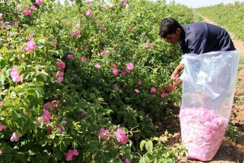 برداشت بیش از  ۵۴۰ تن گل محمدی، از مزارع شهرستان مشهد