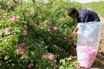 آغاز برداشت گل محمدی از گلستان‌های مشهد/ برداشت هزار تن گل محمدی 
