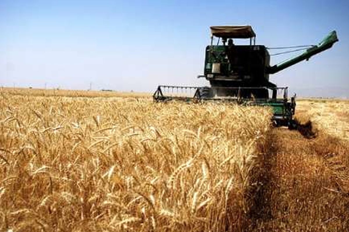 آخرین وضعیت خرید گندم از کشاورزان لرستانی