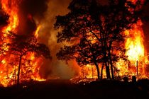 دالاهو و گهواره کانون اصلی خسارت ناشی از آتش سوزی درختان بودند