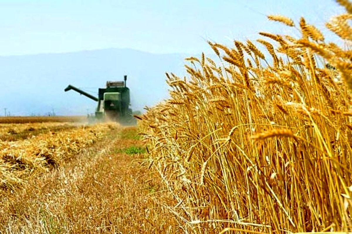 تولید ۲۰۵ هزار تن گندم در استان اصفهان