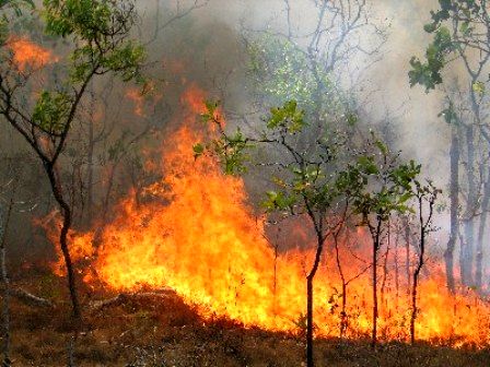 سوختن 5 هکتار از عرصه جنگلی منطقه تلوک قائم‌شهر در آتش/علت آتش‌سوزی عمدی بود