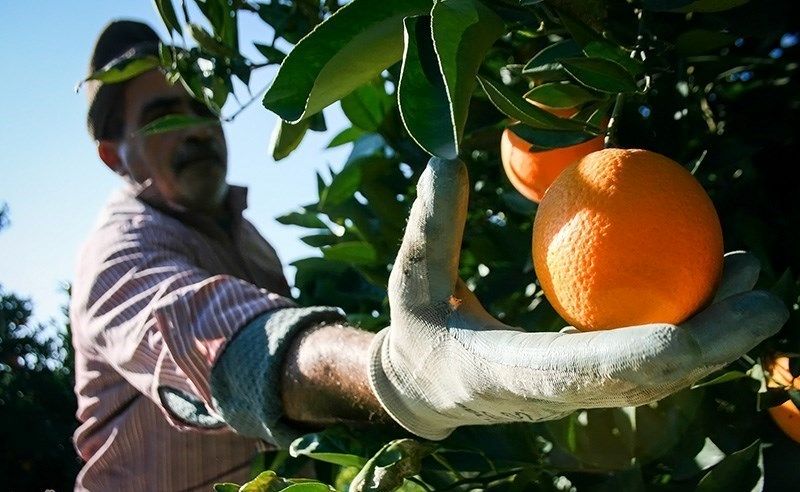 آغاز برداشت پرتقال از باغ‌های هرمزگان