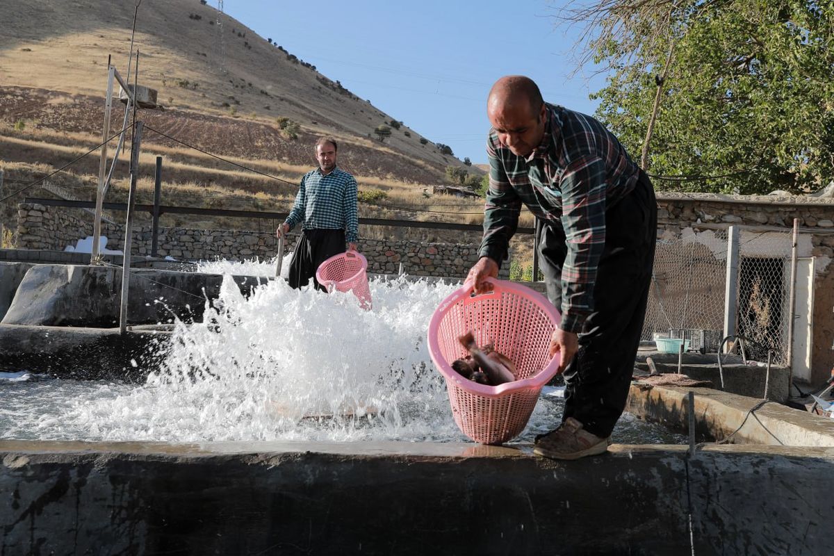  ایجاد ۷ هزار طرح اشتغالزایی جایگزین کولبری در سه استان کشور/ اجرای دستورالعمل رشد اشتغال هدفمند برای ساماندهی کولبران