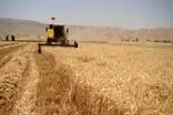 خرید تضمینی 4000 تن گندم از کشاورزان