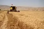 خرید تضمینی 4000 تن گندم از کشاورزان