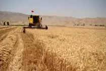 کاهش شدید بارندگی، تولید گندم را ۴ میلیون تن کاهش داد 