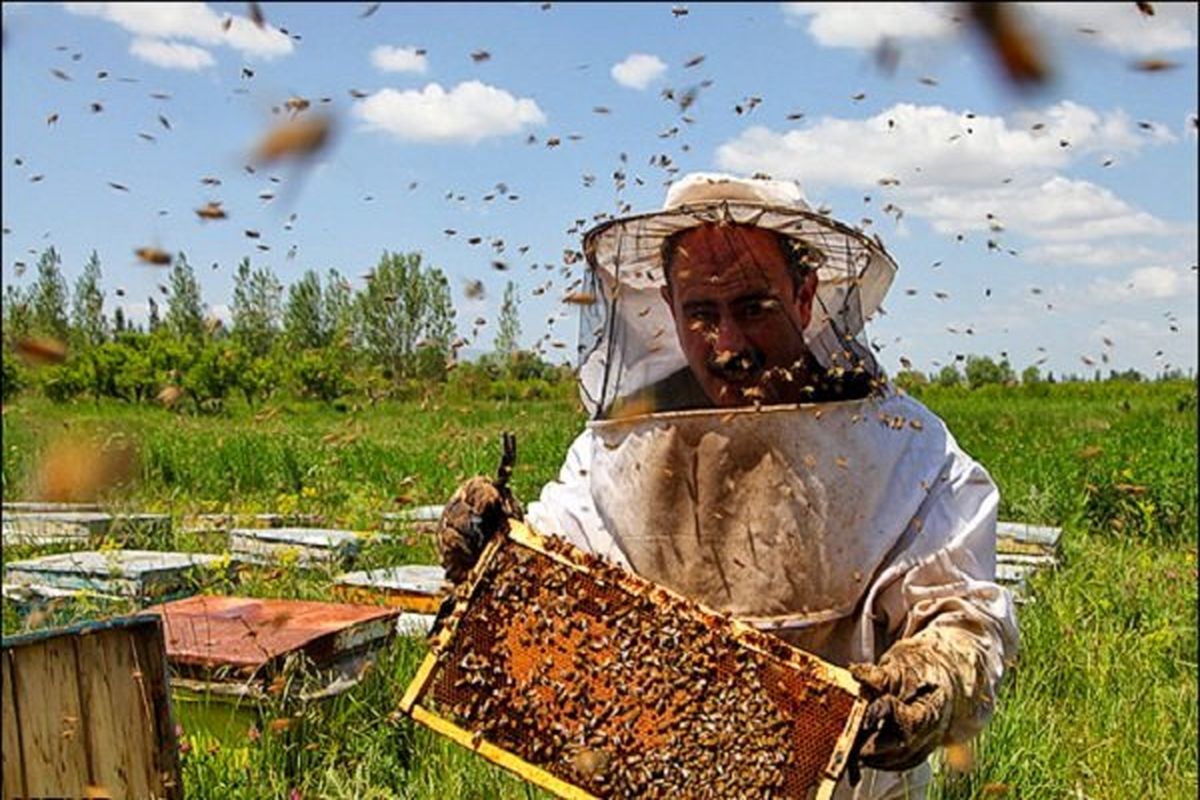 وجود بیش از 455 هزار کندو کلنی زنبور عسل در اردبیل