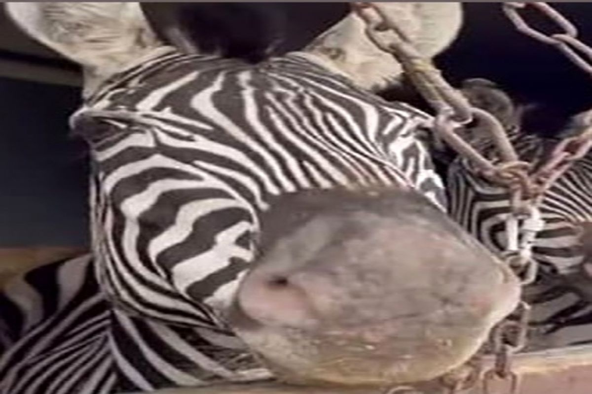 دومین گورخر آفریقایی باغ‌ وحش صفادشت هم مرد!