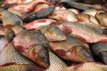 تولید تیلاپیا به صورت رسمی در کشور نداریم / 800 هزار تن پرورش ماهی تیلاپیا تا برنامه ششم توسعه