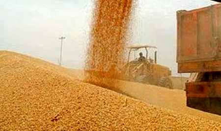 87 هزار تن گندم  از کشاورزان کردستانی خریداری شد