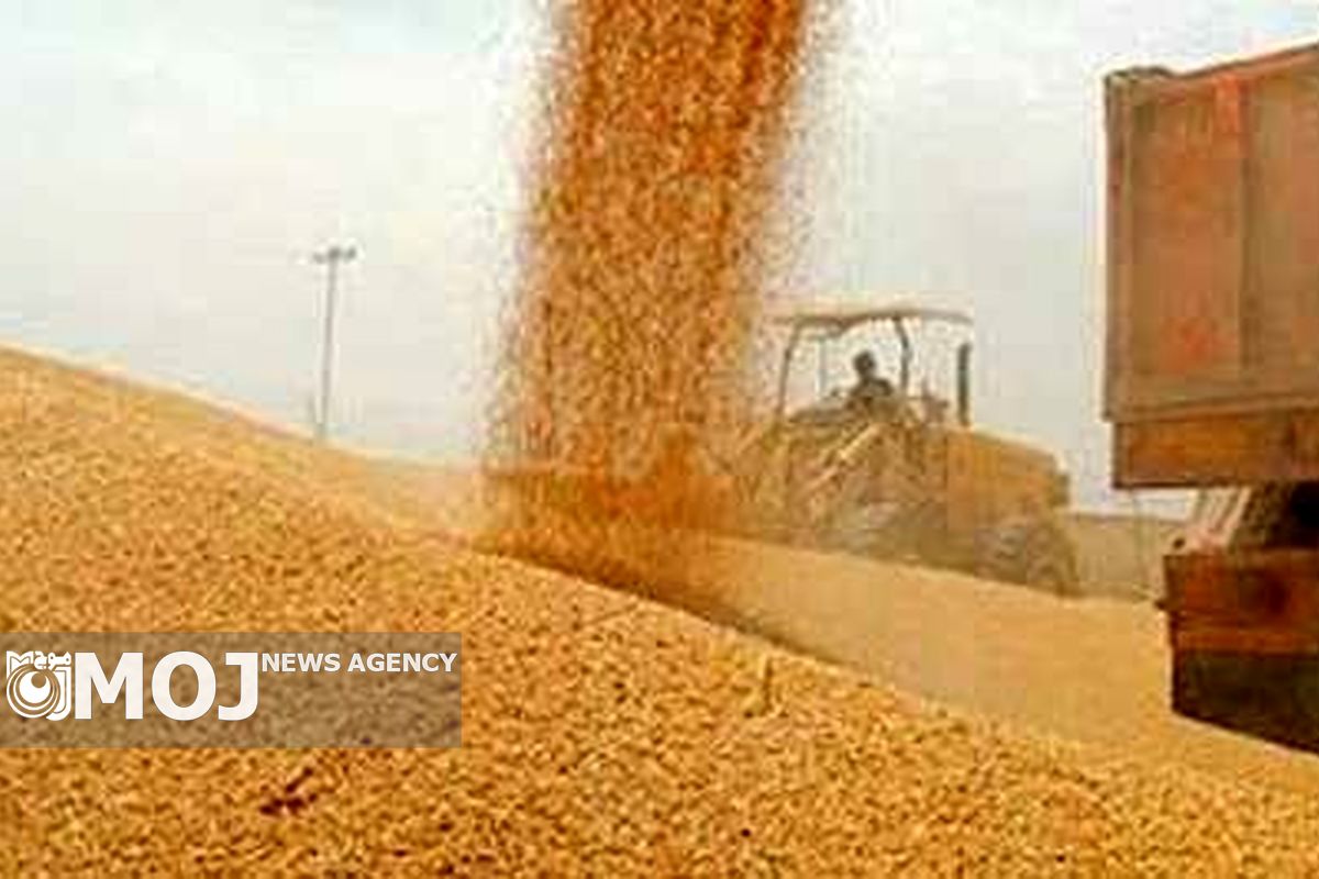 87 هزار تن گندم  از کشاورزان کردستانی خریداری شد
