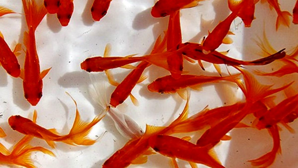 ماهی قرمز را فقط در حوض‌های مشخص شده رها کنید