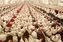 تولیدکنندگان مرغ را با سود حداقلی وارد بازار کنند