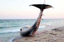 مرگ یک نهنگ سواحل شرقی کیش