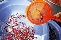 ممنوعیت خرید و فروش دوزیستان در مراکز عرضه ماهی قرمز در قم 