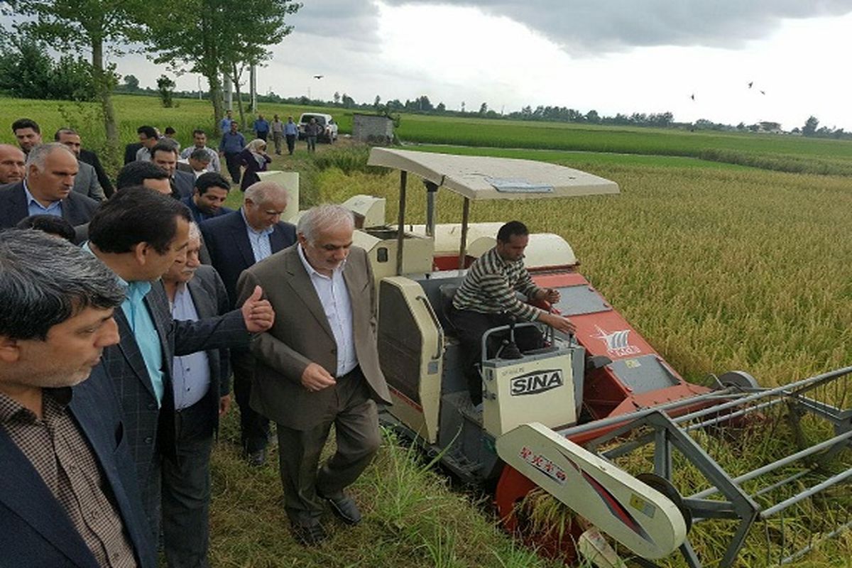 90 درصد مزارع برنج بهشهر مکانیزه برداشت شد