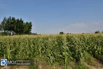 آغاز برداشت ذرت علوفه‌ای از ۲۲ هزار هکتار مزارع خراسان رضوی