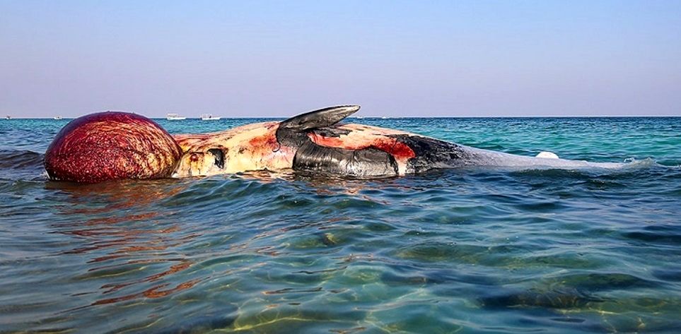 تشریح آخرین وضعیت مرگ نهنگ ها در کیش