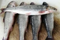افزایش 60 درصدی صید ماهی سفید در دریای مازندران