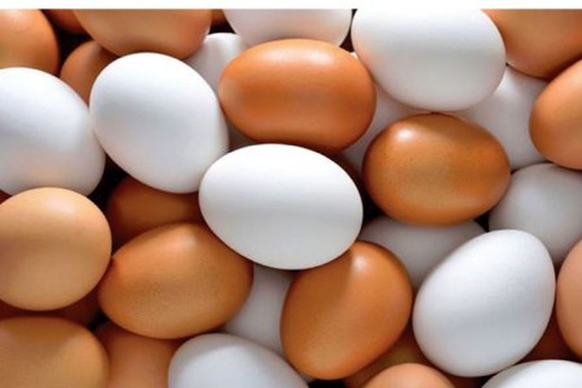 ظرفیت تولید یک میلیون و دویست هزار تن تخم مرغ در کشور وجود دارد