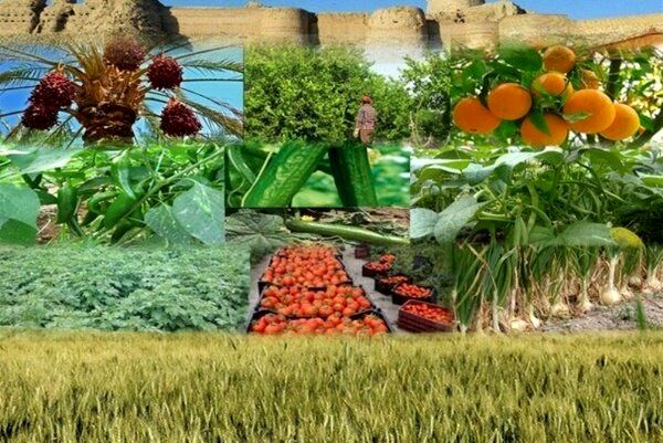 افزایش جذب ماده خام کشاورزی در صنایع تبدیلی استان یزد 