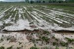 بارش ۳۰۰ میلیارد تومان به حوزه کشاورزی کردستان خسارت وارد کرد