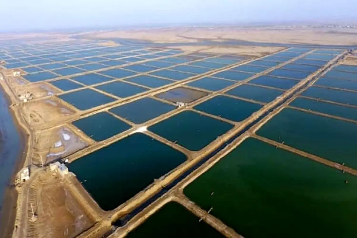 ورود دادگستری به موضوع اجازه بهای مزارع پرورش میگو