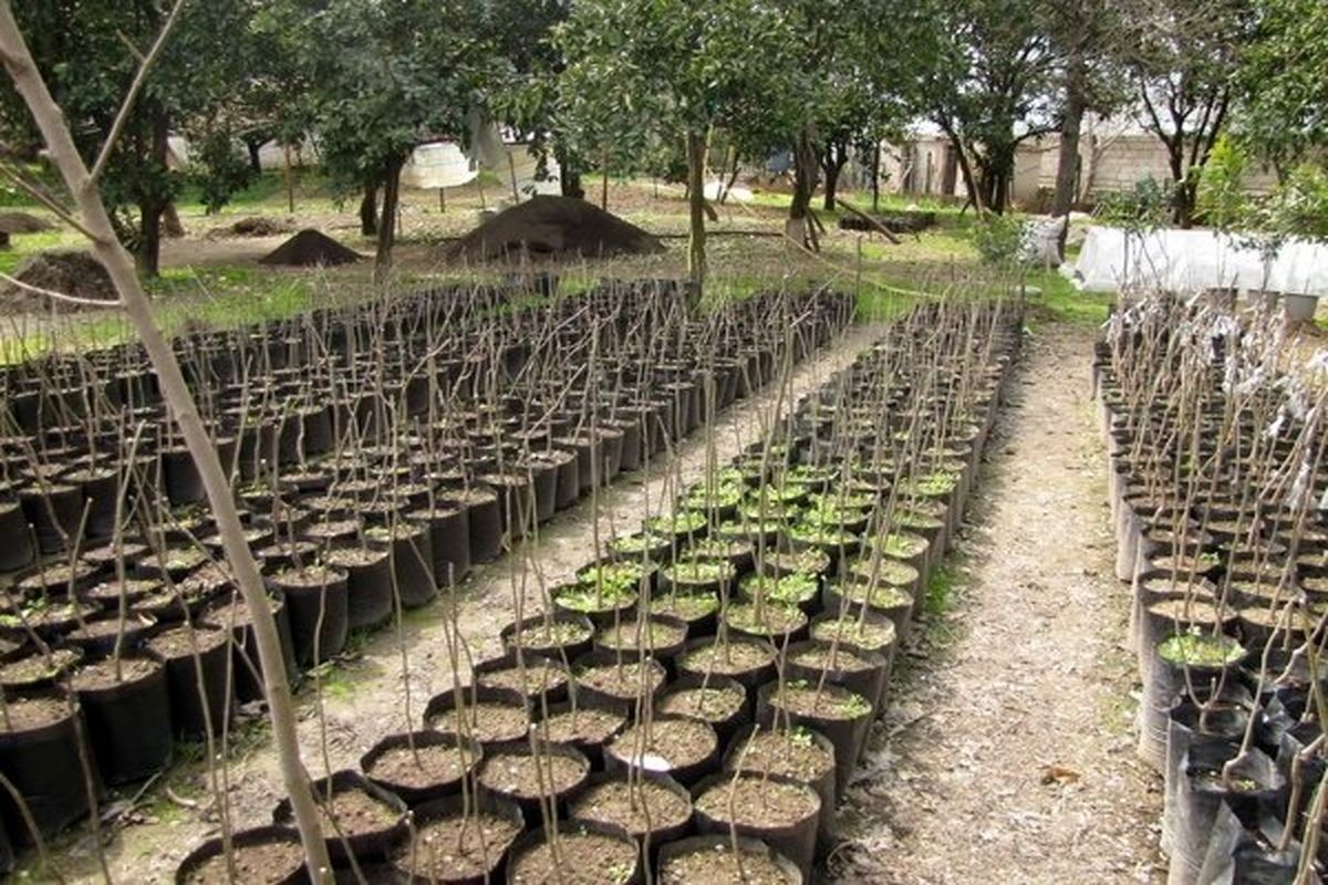 تولید یک میلیون نهال در سه ماهه اول سال/هر هرمزگانی سه درخت