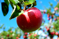 پیش بینی صادرات ۵۰ هزار تن سیب دماوند