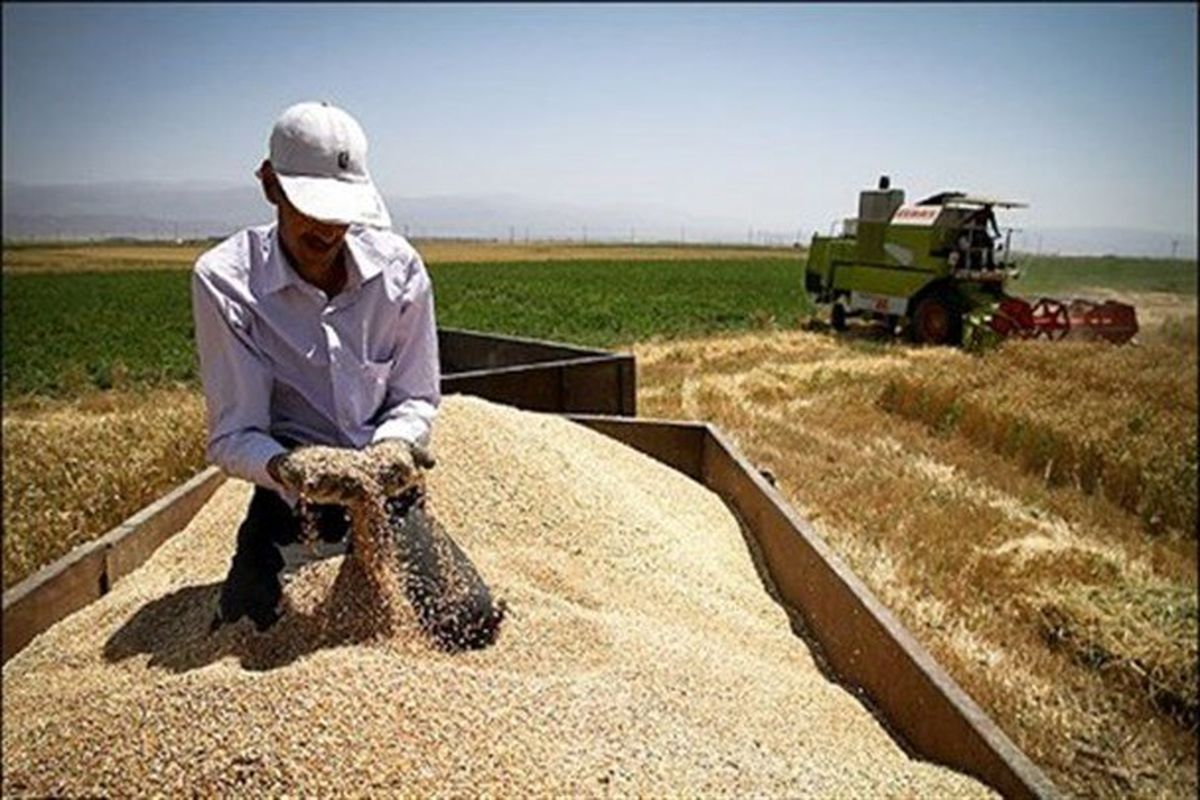 خرید ۳۵۱ هزار تن گندم از گندم کاران کرمانشاه