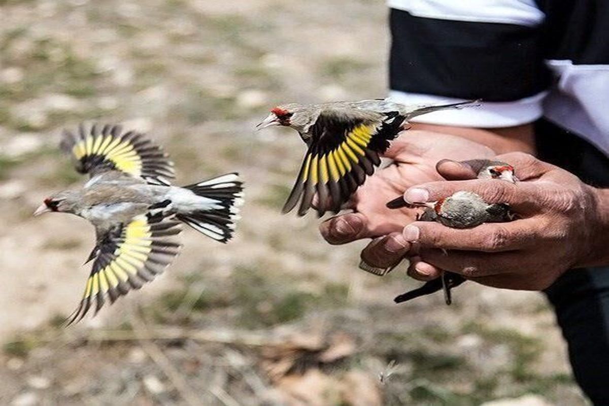 140 سهره طلایی از شکارچیان غیرمجاز کشف شد