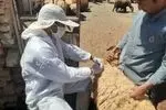 واکسیناسیون رایگان بیش از ۳ هزار دام در رودان علیه تب برفکی