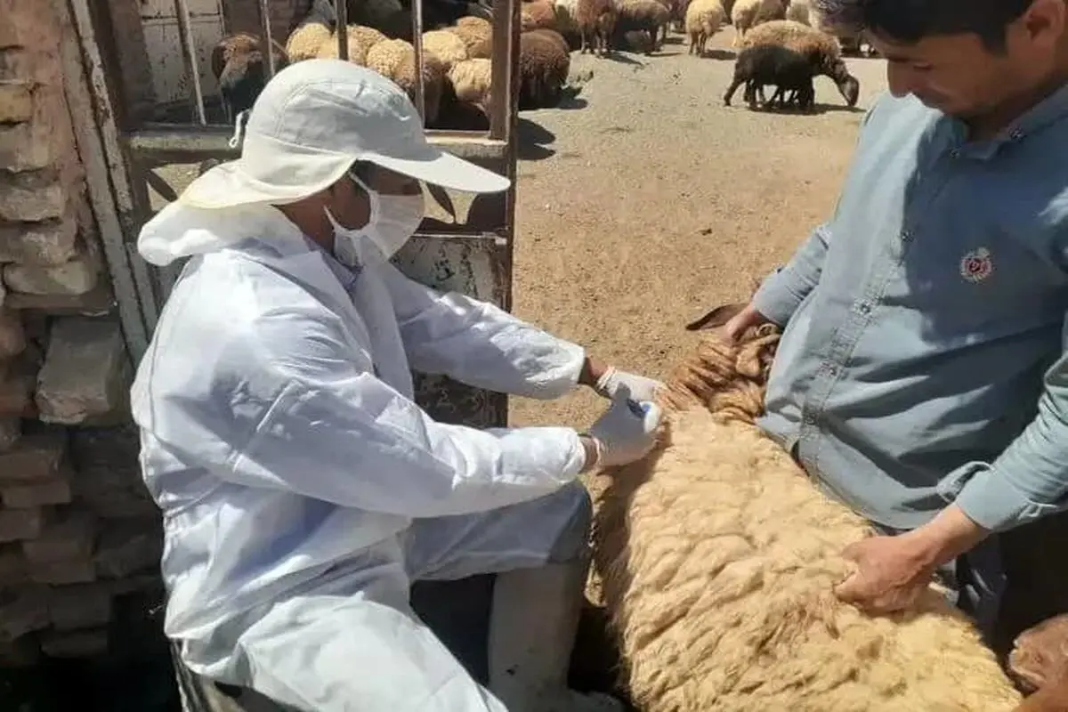 واکسیناسیون رایگان بیش از ۳ هزار دام در رودان علیه تب برفکی