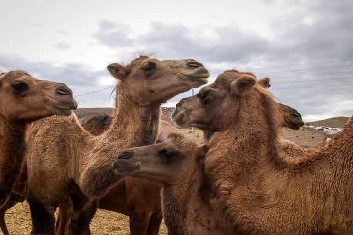 توسعه اکولوژیک شتر در بافق/پرداخت تسهیلات به شترداران با همکاری ستاد اجرایی فرمان حضرت امام 