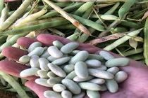 گیلان قطب تولید محصول پاچ باقلا در کشور/آغاز برداشت پاییزه پاچ باقلای محلی در گیلان