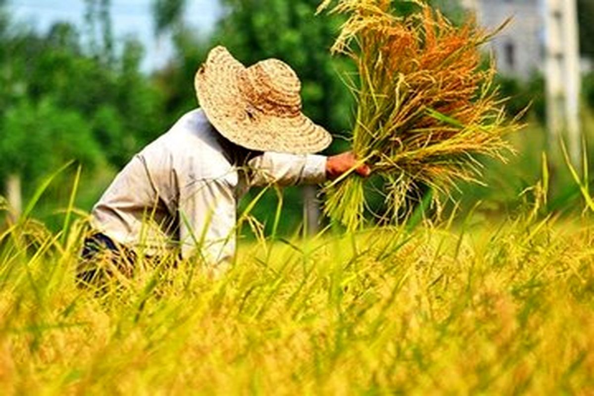 پیش بینی برداشت ۳۰۰ هزار تن گندم در استان اردبیل
