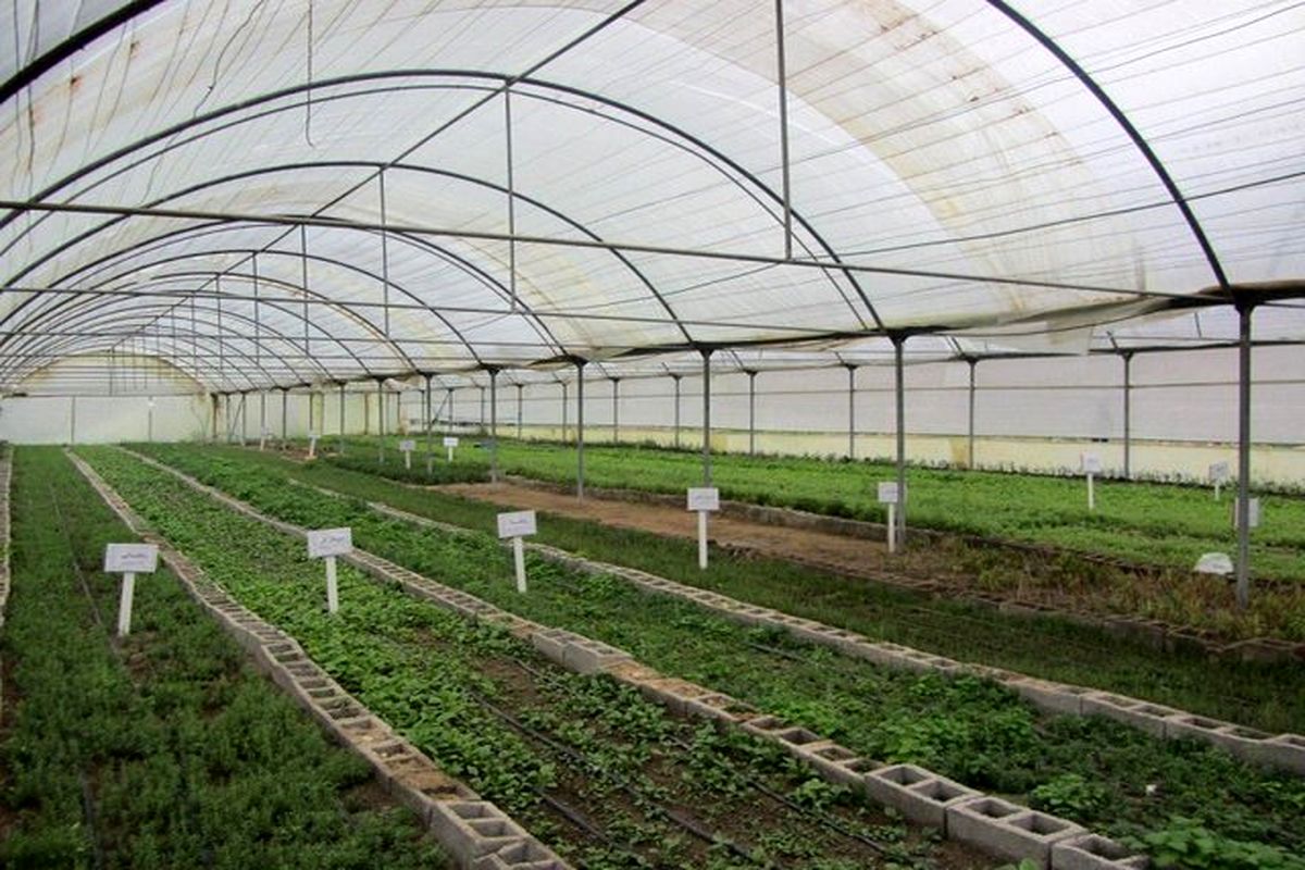 محصولات کشاورزی گلخانه ای یک و نیم برابر محصولات زراعی است