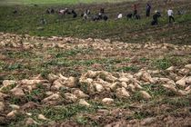 ۳۰۰۰ هکتار چغندرقند در گلستان کشت می‌شود