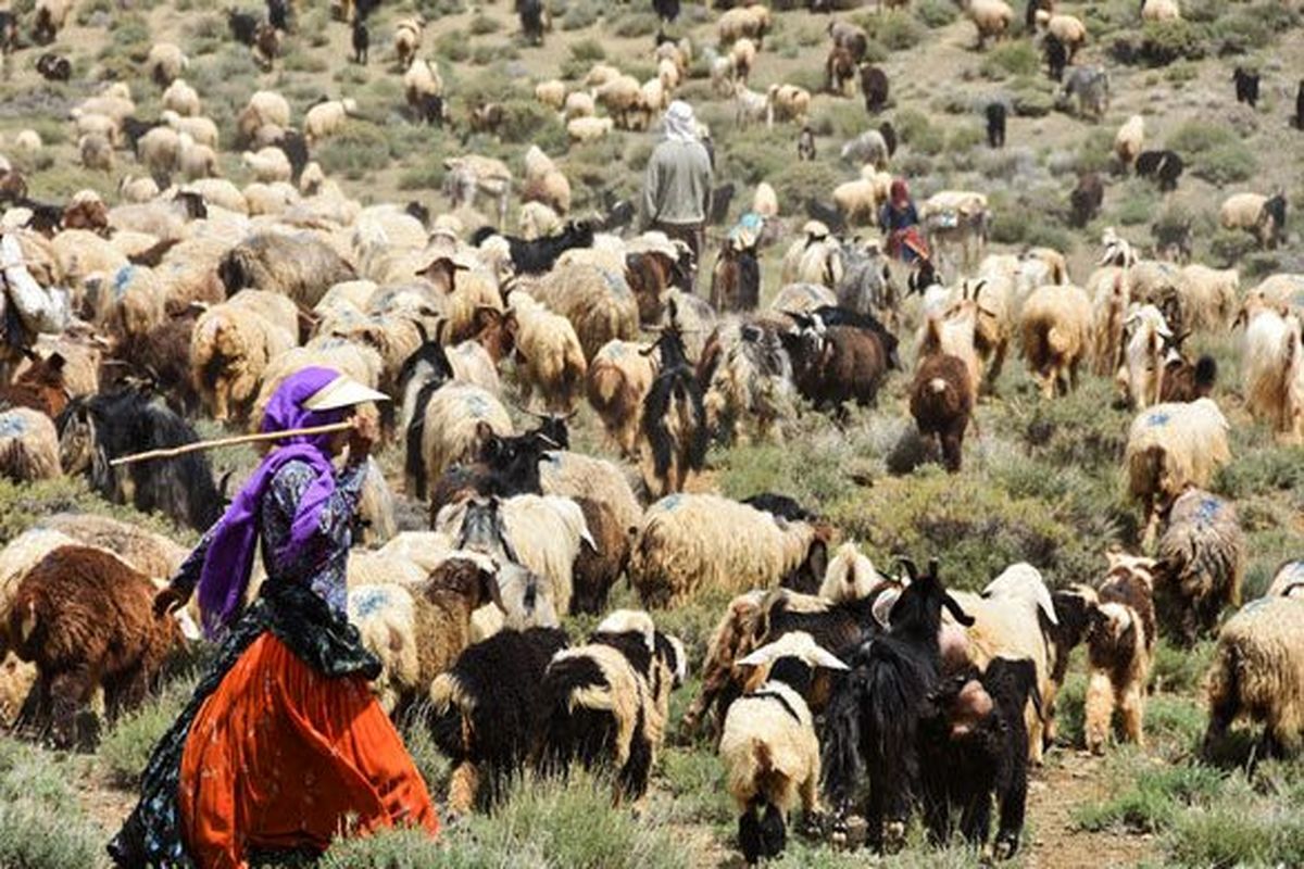 افزایش 5 هزار تنی تولید گوشت قرمز در جامعه عشایری استان اصفهان 