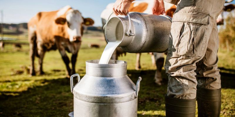 تولید ۴۱۹ هزار تن شیر در واحدهای دامی استان قزوین