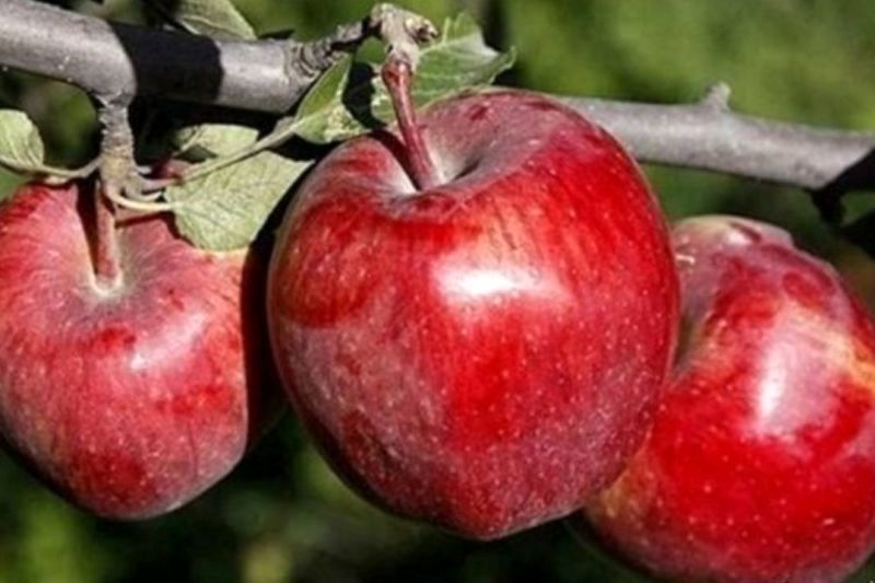 میزان تولید سیب به ۴ میلیون و ۱۲۰ هزار تن رسیده است